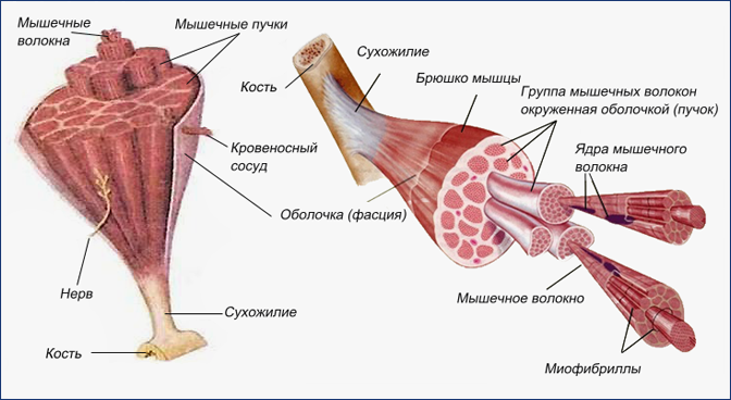 Строение поперечнополосатой мышечной ткани