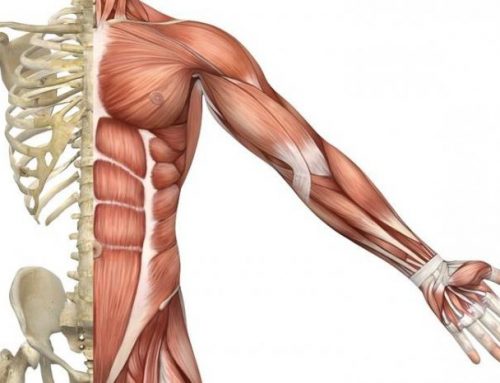 13. Швидкість відновлення скелетних м’язів