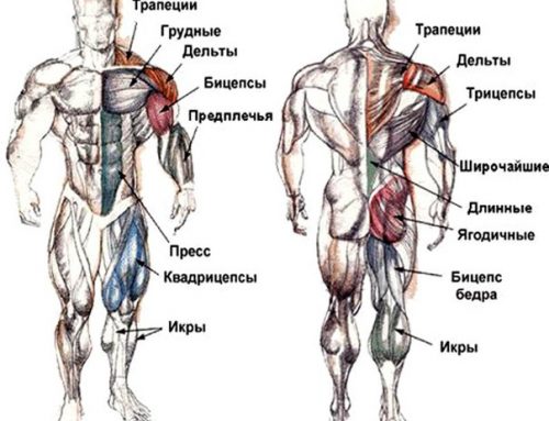 2. Строение скелетных мышц